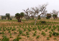 Agricole_Campagne