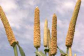 Agricole_Campagne_