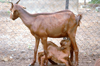 Chevre_Rousse_Maradi