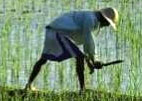 Agricole_Afrique