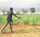 Agricole_Niger