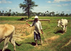 Agro_Afrique