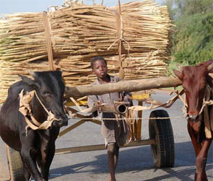Recolte_Niger_2