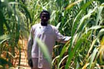 niger niger