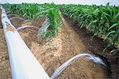 irrigation_goutte