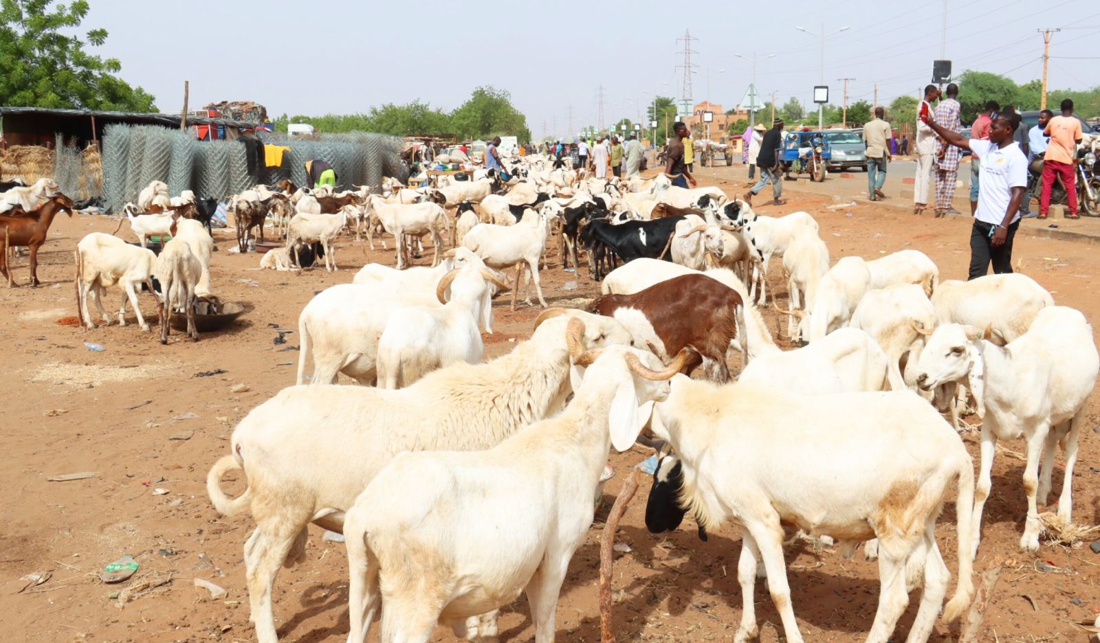 niger linterdiction dexporter le betail entre protection du marche interieur et defis pour la filiere elevage